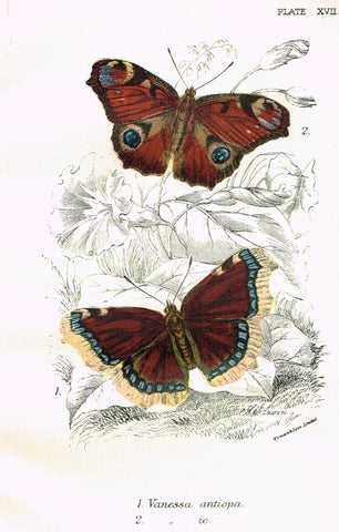 Kirby Butterflies - "VANESSA ANTIOPA - PLATE XVII" - Chromolithograph - 1896
