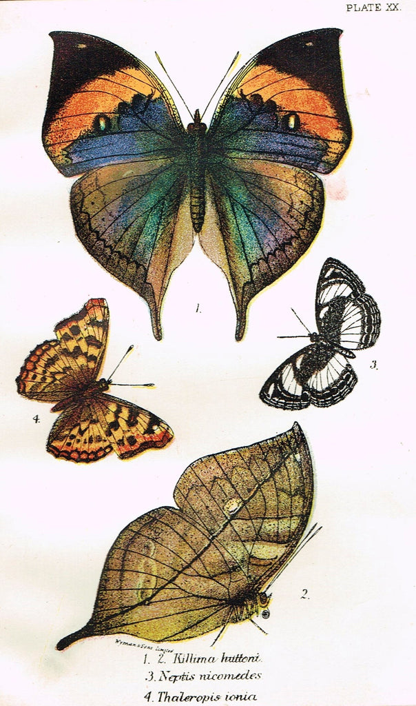 Kirby Butterflies - "KILLIMA HUTTONI - PLATE XX" - Chromolithograph - 1896