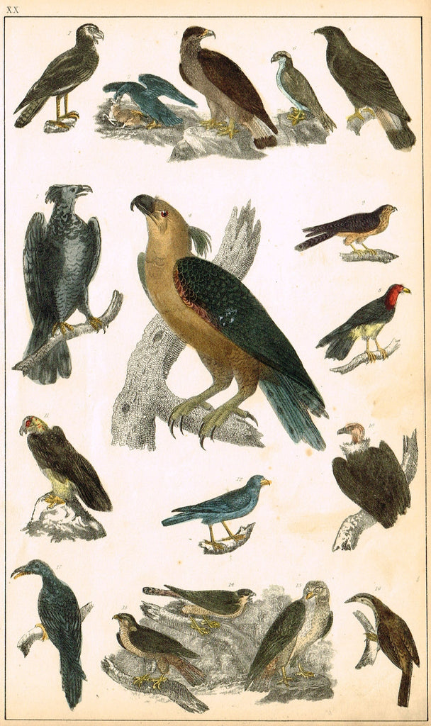 Antique Bird Print - BIRDS OF PREY, EAGLE, FALCON, CONDOR - Hand Colored Engraving - c1850