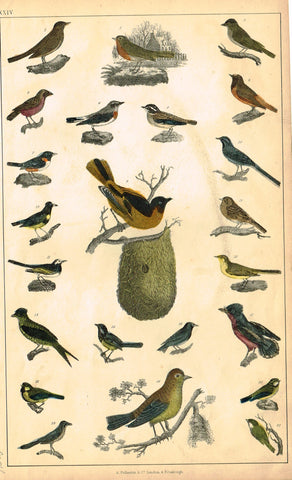 Antique Bird Print - Goldsmith - "BIRD NEST, ORIOLE, ROBIN" - Hand Colored Engraving - c1850