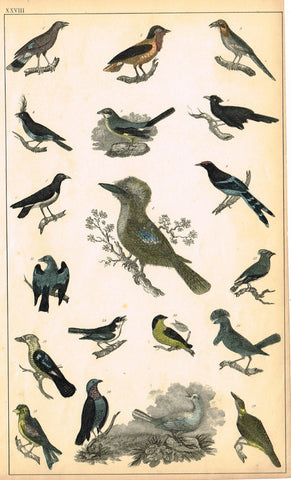 Antique Bird Print - Goldsmith - "KINGFISHER, DOVE, WREN" - Hand Colored Engraving - c1850