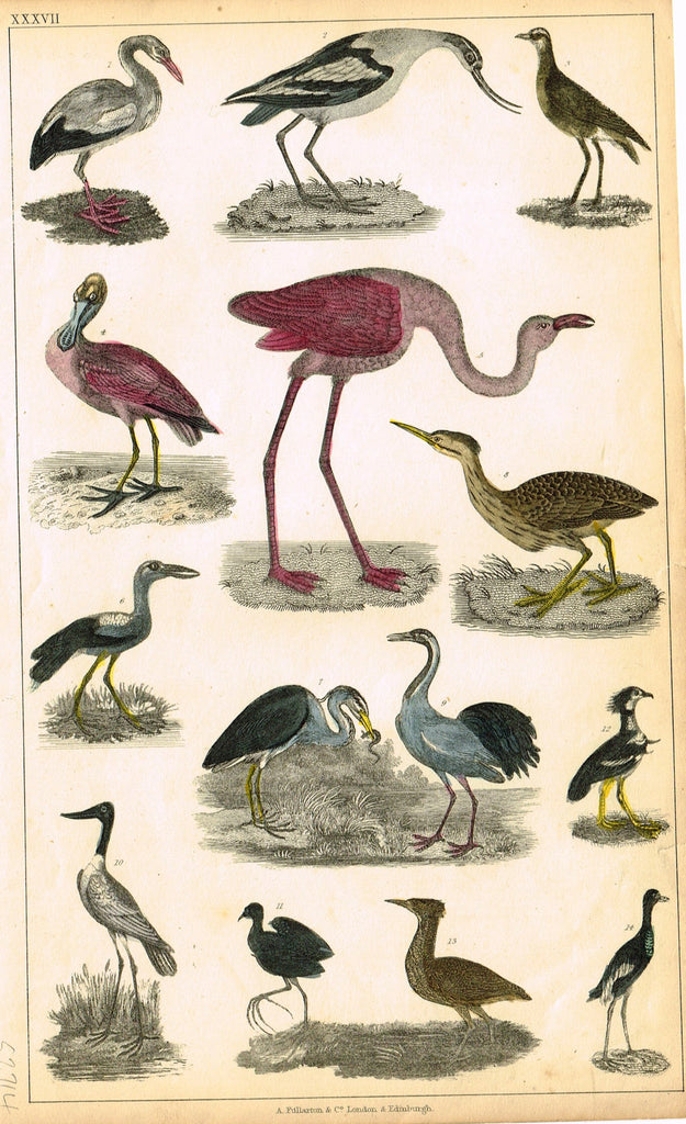 Antique Bird Print - Goldsmith - "FLAMINGO, SPOONBILL, CRANE" - Hand Colored Engraving - c1850