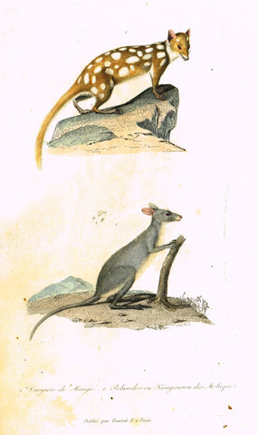 Antique Animal Print - Buffon - "DSYUVE DE MAUGE" et "KANGOUROU" Hand Colored Engraving - 1839