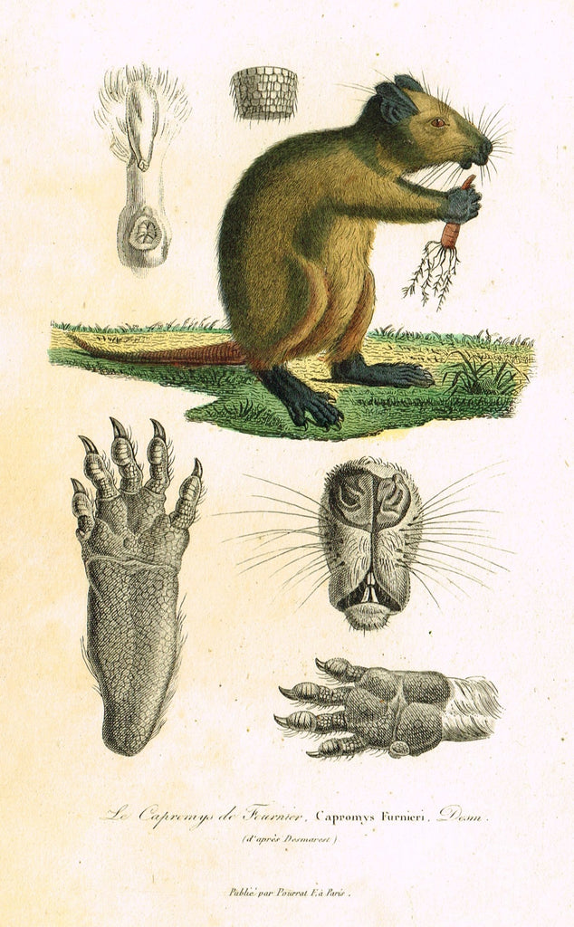 Antique Animal Print - Buffon - "LE CAPREMYS DE FOURNIER" - Hand Colored Engraving - 1839