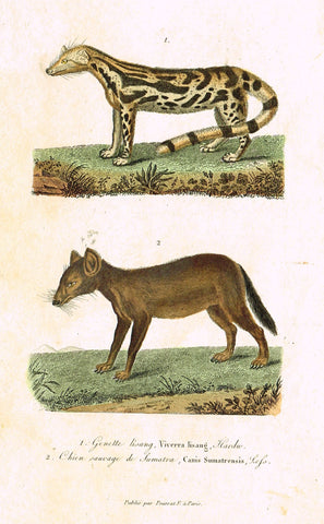 Antique Animal Print - Buffon - "GENETTE LISANG" et "CHIEN SAUVAGE" Hand Colored Engraving - 1839
