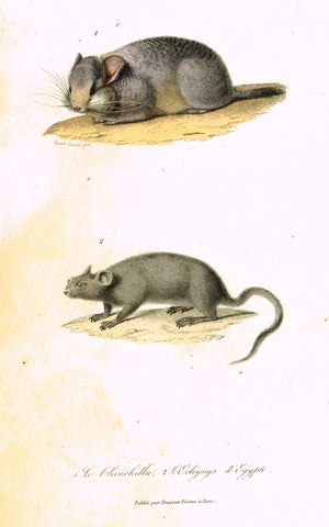 Antique Animal Print - Buffon - "LE CHINCHILLA" et L'ECHYMYS D'EGYPTE" Hand Colored Engraving - 1839