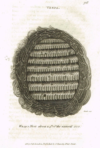 Shaw's General Zoology - (Insects) - "VESPA - WASP'S NEST" - Copper Engraving - 1805