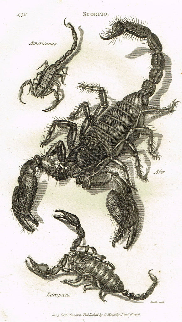 Shaw's General Zoology - (Insects) - "SCORPIO - SCORPIONS" - Copper Engraving - 1805