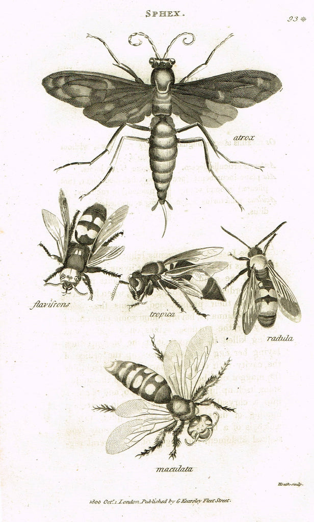 Shaw's General Zoology - (Insects) - "SPHEX - DIGGER WASP " - Copper Engraving - 1805
