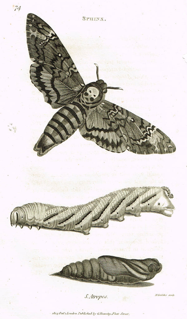 Shaw's General Zoology - (Insects) - "SPHINX - ATROPOS  MOTH " - Copper Engraving - 1805
