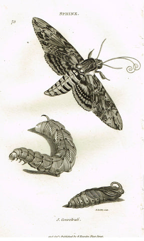Shaw's General Zoology - (Insects) - "SPHINX - CONVOLVULI  MOTH " - Copper Engraving - 1805