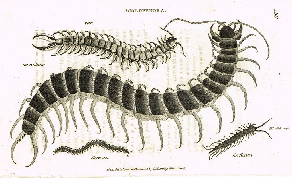 Shaw's General Zoology - (Insects) - "SPHINX - SCOLOPENDRA - CENTEPEDE " - Copper Engraving - 1805