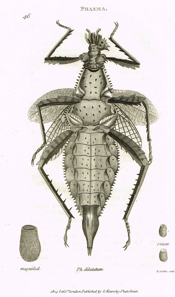 Shaw's General Zoology - (Insects) - "PHASMA - DILATATUM" - Copper Engraving - 1805