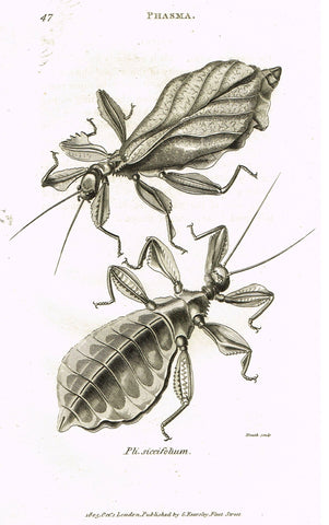 Shaw's General Zoology - (Insects) - "PHASMA - SICCIFOLIUM" - Copper Engraving - 1805