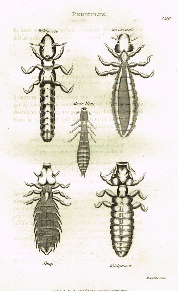 Shaw's General Zoology - (Insects) - "PEDICULUS - LOUSE" - Copper Engraving - 1805