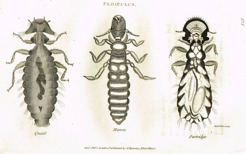 Shaw's General Zoology - (Insects) - "PEDICULUS - LOUSE - 3 VARIETIES" - Copper Engraving - 1805