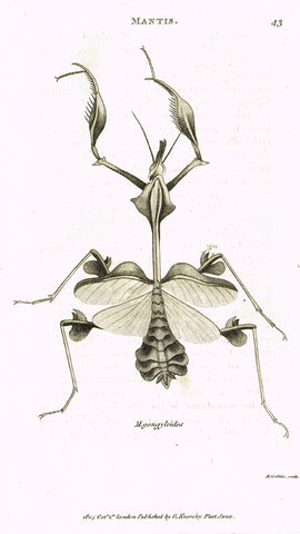 Shaw's General Zoology - (Insects) - "MANTIS - GONGYLOIDES" - Copper Engraving - 1805
