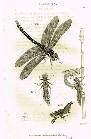 Shaw's General Zoology - (Insects) - "SKIMMER DRAGONFLY" - Copper Engraving - 1805