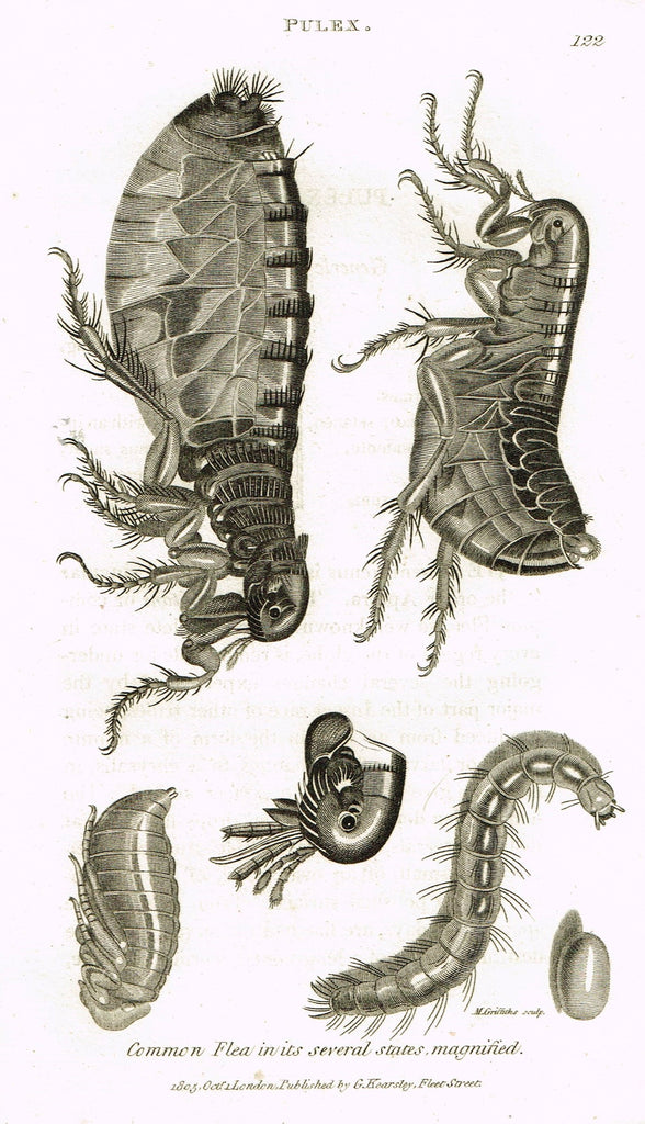 Shaw's General Zoology - (Insects) - "PULEX - COMMON FLEA" - Copper Engraving - 1805