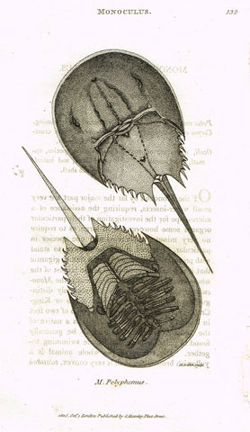 Shaw's General Zoology - (Seashells) - "POLYPHEMUS - CRAB" - Copper Engraving - 1805