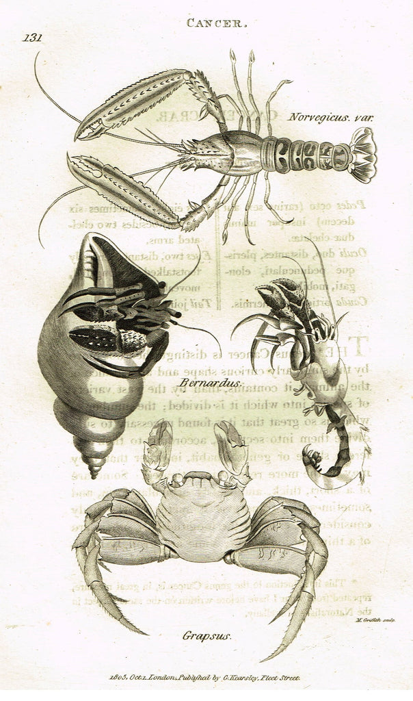 Shaw's General Zoology - (Seashells) - "CANCER - CRABS" - Copper Engraving - 1805