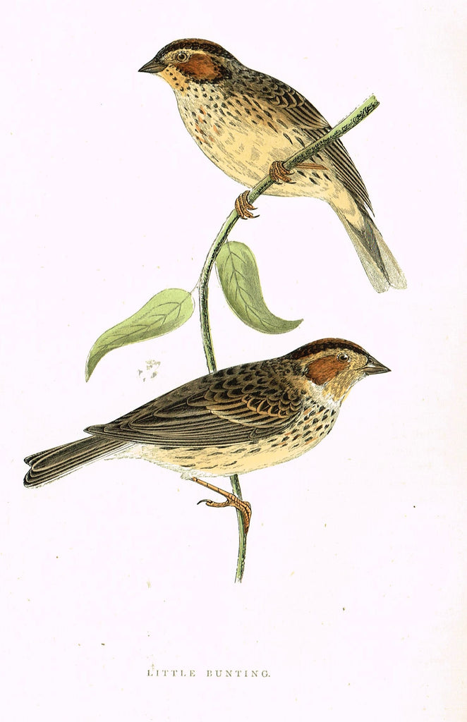 Morris's Birds - "LITTLE BUNTING" - Hand Colored Wood Engraving - 1895