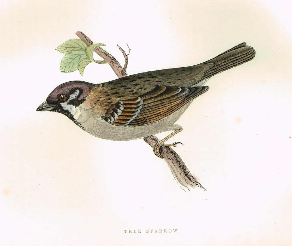 Morris's Birds - "TREE SPARROW" - Hand Colored Wood Engraving - 1895