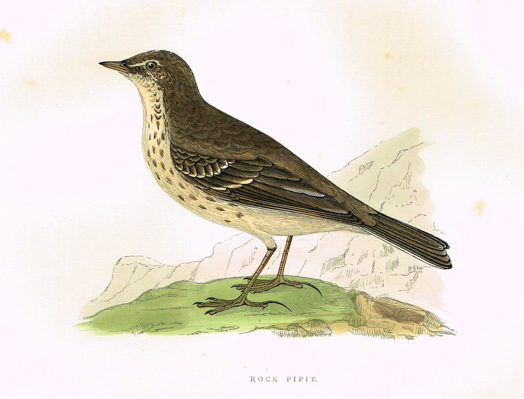 Morris's Birds - "ROCK PIPIT" - Hand Colored Wood Engraving - 1895