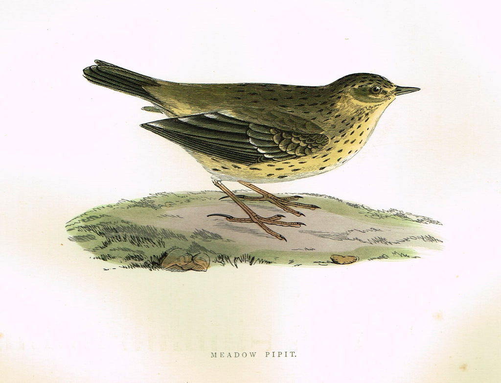 Morris's Birds - "MEADOW  PIIPIT" - Hand Colored Wood Engraving - 1895
