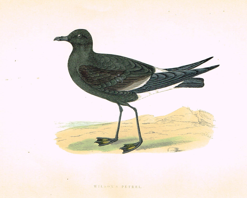 Morris's Birds - "WILSON'S PETREL" - Hand Colored Wood Engraving - 1895