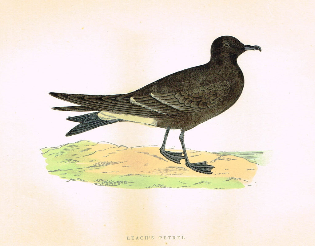 Morris's Birds - "LEACH'S PETREL" - Hand Colored Wood Engraving - 1895