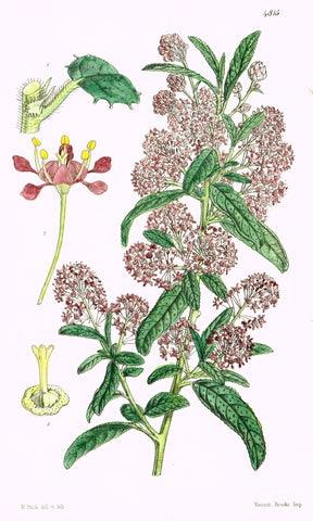 Curtis's Botanical Magazine - "PURPLE FLOWER" - Lithograph - 1846