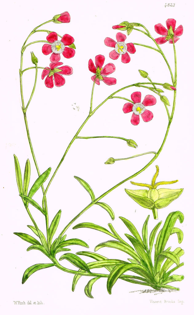 Curtis's Botanical Magazine - "LITTLE RED  FLOWER" - Lithograph - 1846