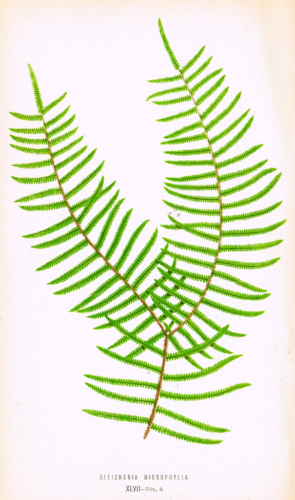Lowe's Ferns - "CLEICHENIA MICROPHYLIA (XLVII)" - Chromolithograph - 1856