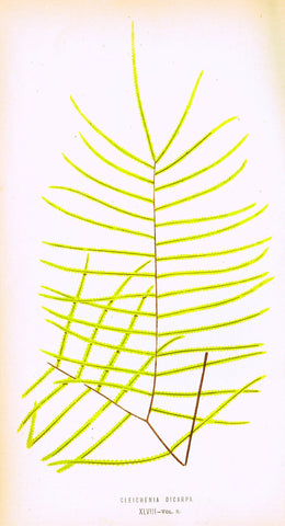 Lowe's Ferns - "CLEICHENIA DICARPA (XLVIII)" - Chromolithograph - 1856
