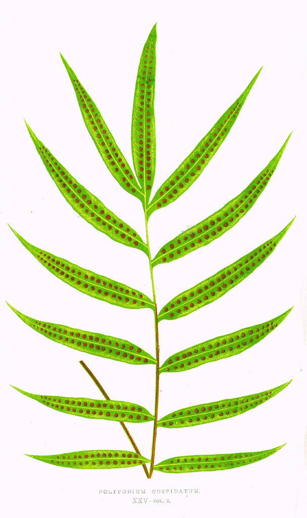 Lowe's Ferns - "POLYPODIUM CUSPIDATUM (XXV)" - Chromolithograph - 1856