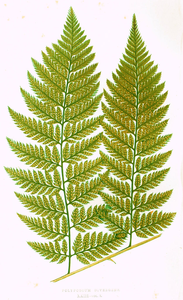 Lowe's Ferns - "POLYPODIUM DIVERGENS (XXIII)" - Chromolithograph - 1856