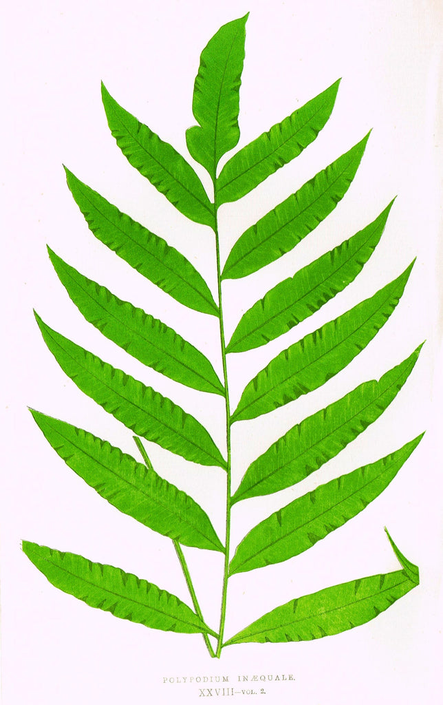 Lowe's Ferns - "POLYPODIUM INAEQUALE (XXVIII)" - Chromolithograph - 1856