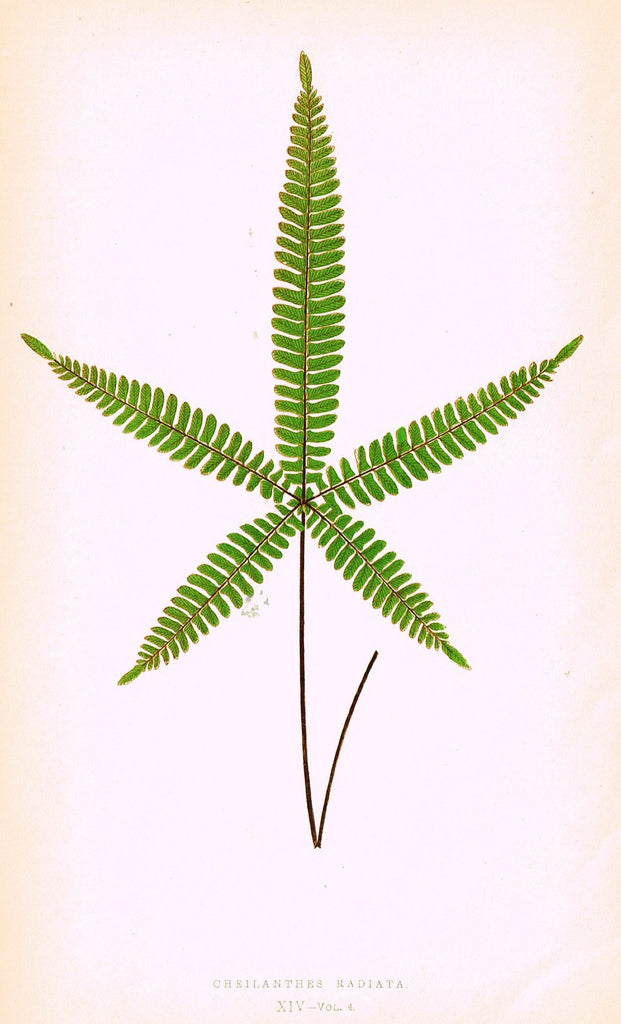 Lowe's Ferns - "CHEILANTHES RADIATA (XIV)" - Chromolithograph - 1856