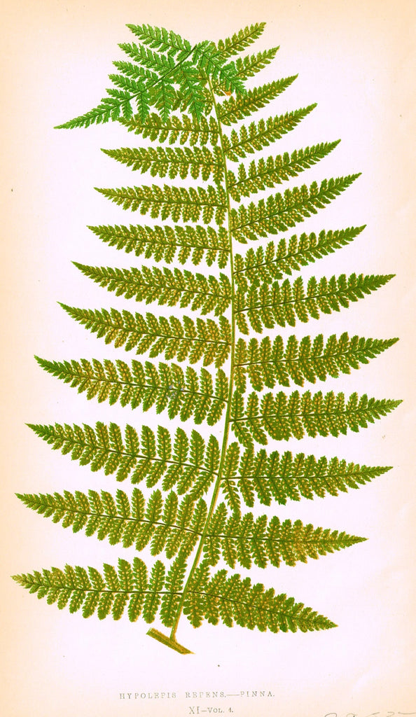 Lowe's Ferns - "HYPOLEPIS REPENS - PINNA (XI)" - Chromolithograph - 1856