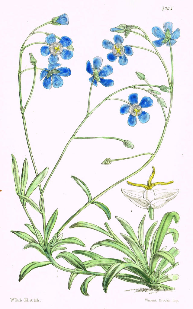 Curtis's Botanical Magazine - "LITTLE BLUE FLOWERS" - Lithograph - 1846