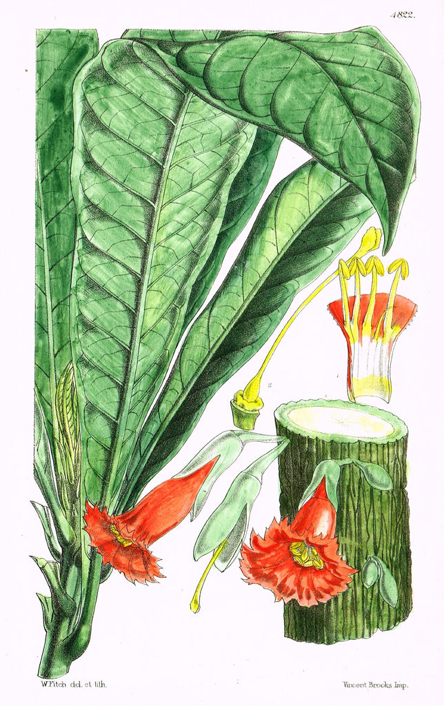 Curtis's Botanical Magazine - "LARGE LEAF FLOWER" - Lithograph - 1846