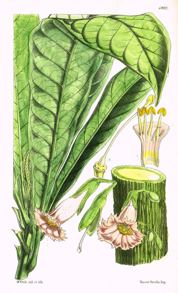 Curtis's Botanical Magazine - "LARGE LEAF PINK FLOWER" - Lithograph - 1846
