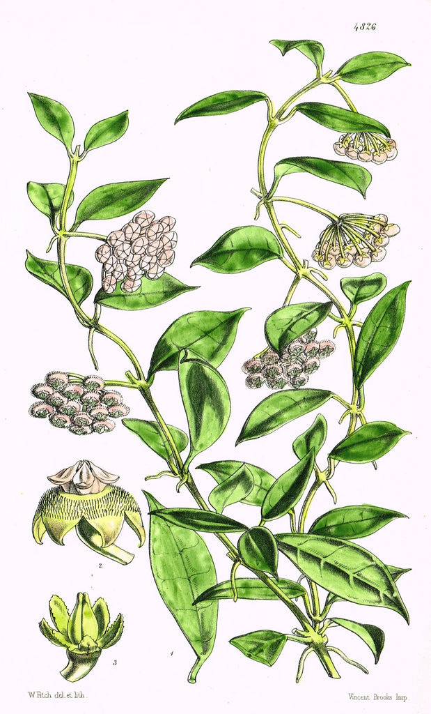 Curtis's Botanical Magazine - "FINE PINK FLOWER" - Lithograph - 1846