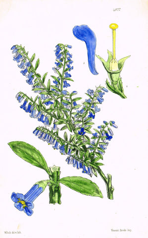Curtis's Botanical Magazine - "BLUE TRUMPET FLOWER" - Lithograph - 1846