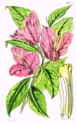 Curtis's Botanical Magazine - "PINK BOUGANVALLIA" - Lithograph - 1846