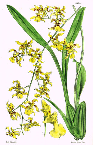 Curtis's Botanical Magazine - "YELLOW ORCHID" - Lithograph - 1846