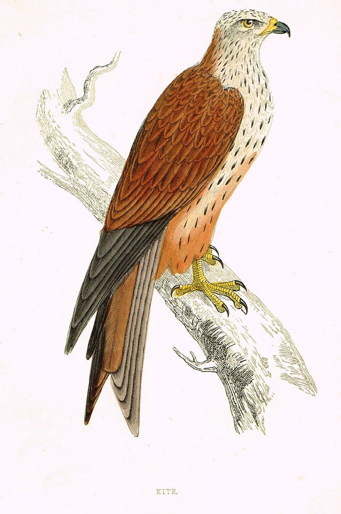 Rev. Morris's History of British Birds - "KITE" - H-Col. Eng. - 1865