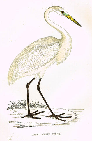 Rev. Morris's History of British Birds - "GREAT WHITE HERON" - H-Col. Eng. - 1865