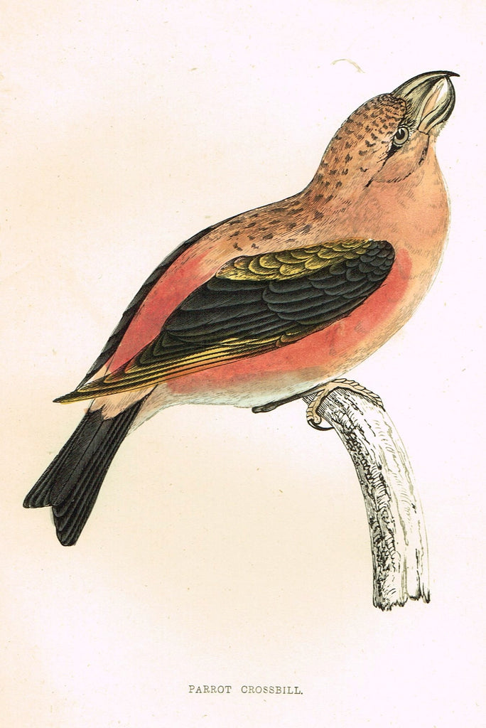 Rev. Morris's History of British Birds - "PARROT CROSSBILL" - H-Col. Eng. - 1865